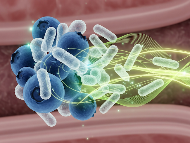 mirtilli effetto prebiotico