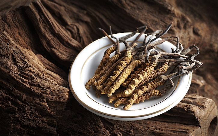 cordyceps sinensis
